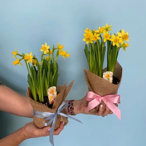 Potted Daffodils - Standard 0