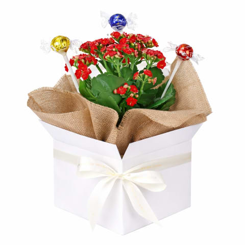 Lindt Kalanchoe Paradise - Standard 0