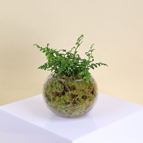 Leather Fern Terrarium - Standard 0