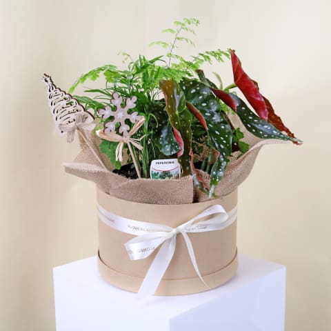 Seasons Greeting Plant Trio  - Standard 0