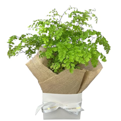 Gift Boxed Maidenhair Fern - Standard 0