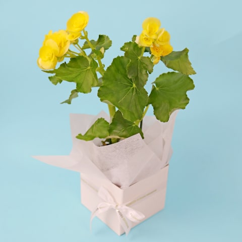 Begonia Bliss - Standard 0