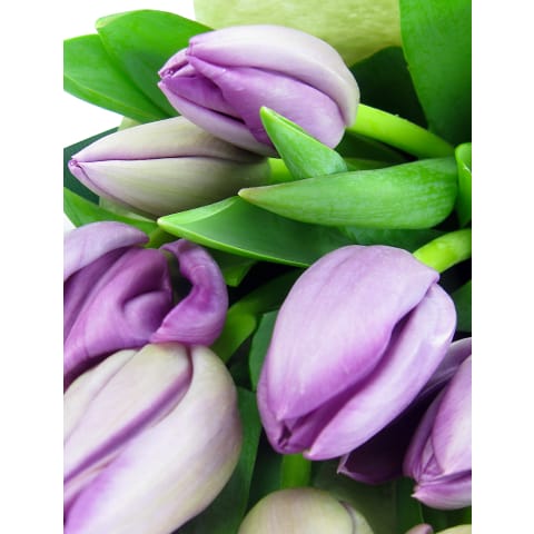 Purple Tulips - Standard 1