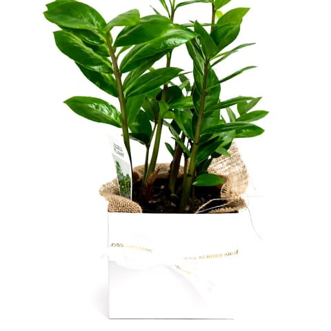 Zulu Zanzibar Gem Gift Boxed Plant - Standard 0