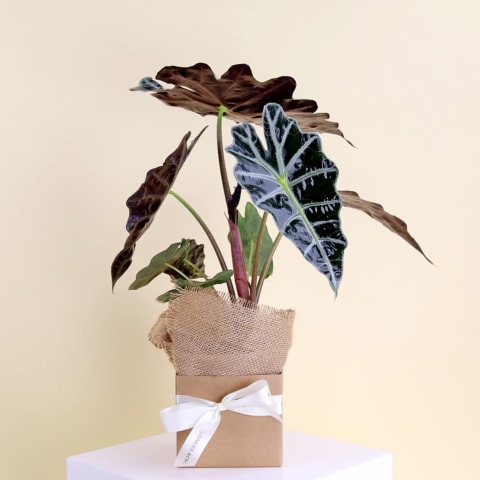 Alocasia Polly Plant - Standard 0