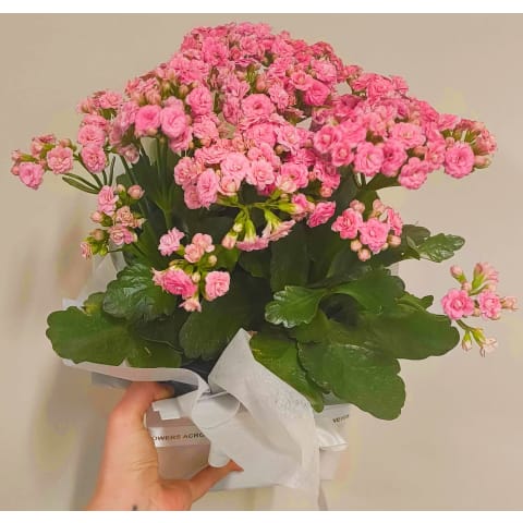 Daily Plant Blooming Kalanchoe - Standard 0