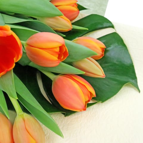 Orange Tulips - Standard 3