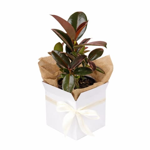 Ruby Ficus Plant - Standard 0