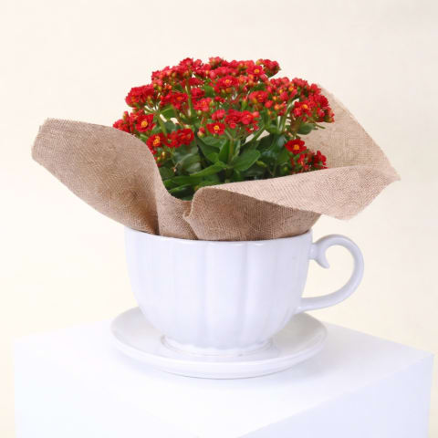 Tweedledee’s Kalanchoe - Standard 0