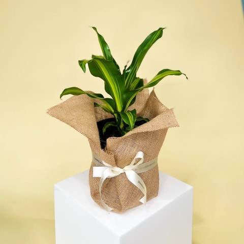 Happy Plant - Standard 0