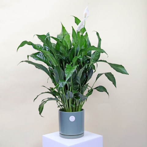 Seafoam Serenity Lily  - Standard 0