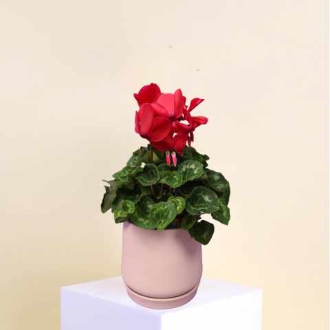 Cyclamen Serenity - Standard 0