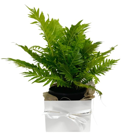 Gift Boxed Brechum Brasil Fern Plant - Standard 0