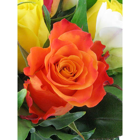 Glory Of Springtime - Standard 2