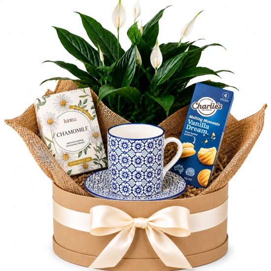 🤍☕ A Cup Of Comfort Plant Hamper ☕🤍 - Standard