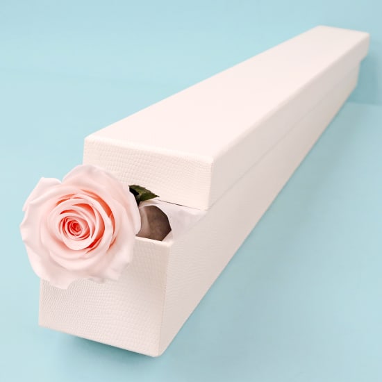 Preserved Pink Rose Stem - Standard