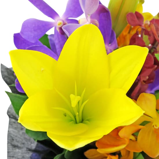 Making Magic - Mixed Brights - Standard