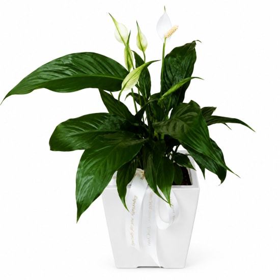 Peace Lily In Ceramic Pot - Standard