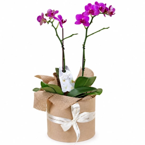 Twin Bloom Treasure - Standard