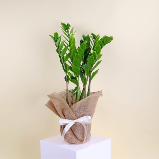 Zanzibar Gem Plant - Standard