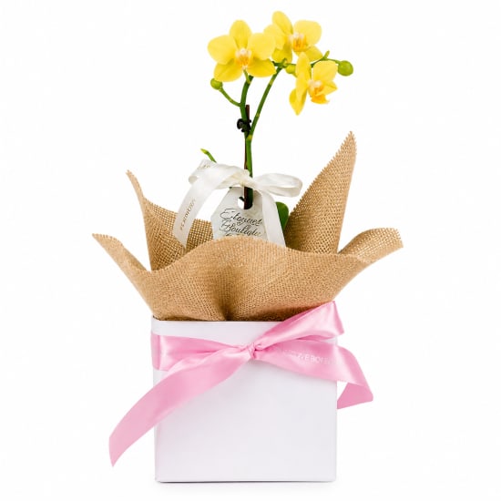 Gift Boxed Orchid Gem - Standard