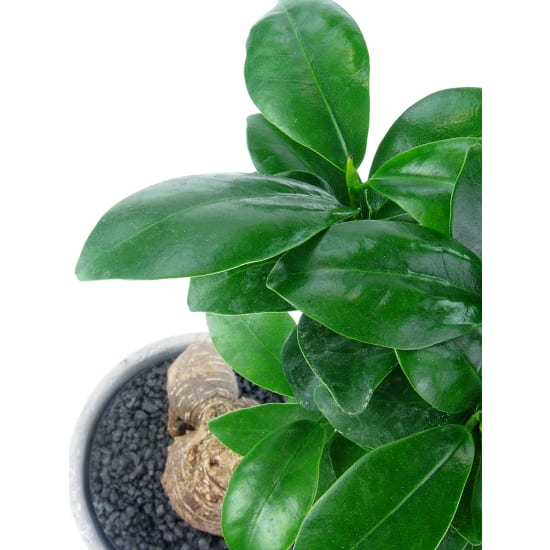 Forest of One Ficus Bonsai - Standard