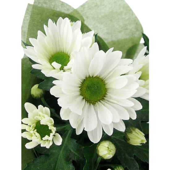  Delicate Dance Chrysanthemum - Standard