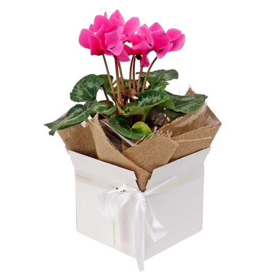 Gift Boxed Medium Cyclamen  - Standard