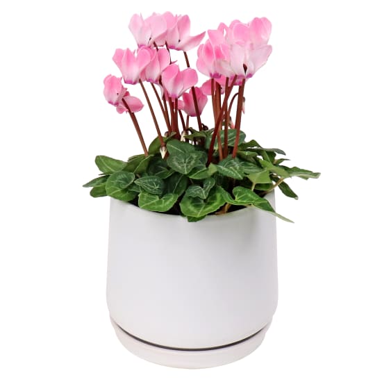 Cyclamen Dreams - Standard