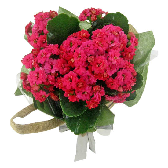  Hot Pink Kalanchoe  - Standard