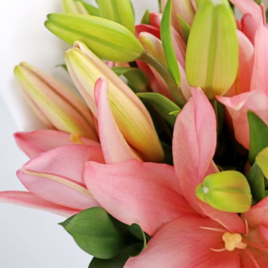 Lily Bunch - Standard