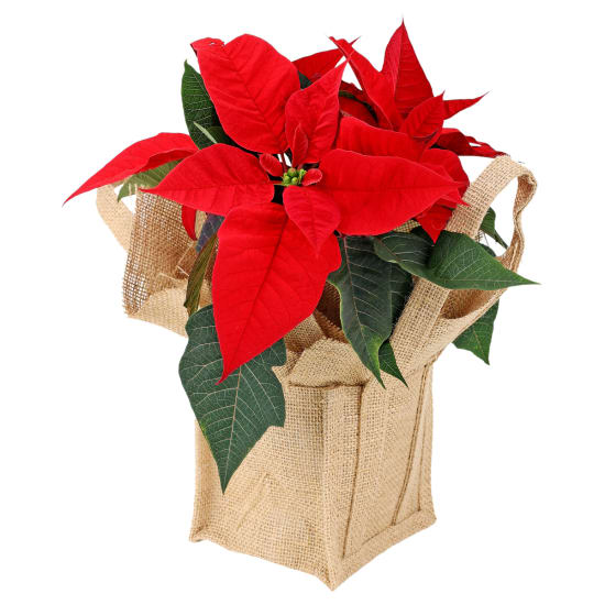 Xmas Poinsettia - Deluxe