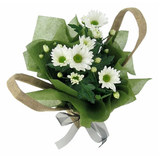 Delicate Dance Chrysanthemum - Standard