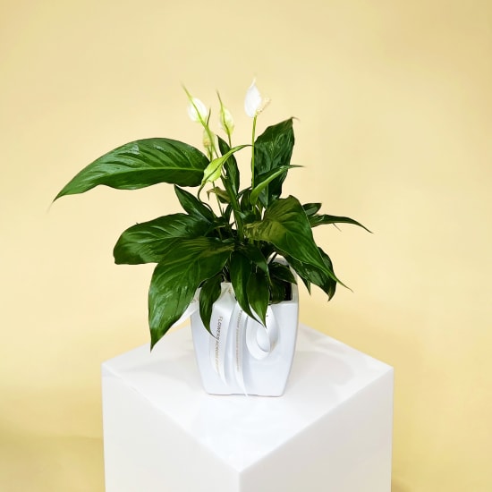 Peace Lily In Ceramic Pot - Standard