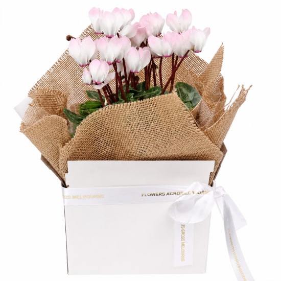 Gift Boxed Cyclamen - Standard