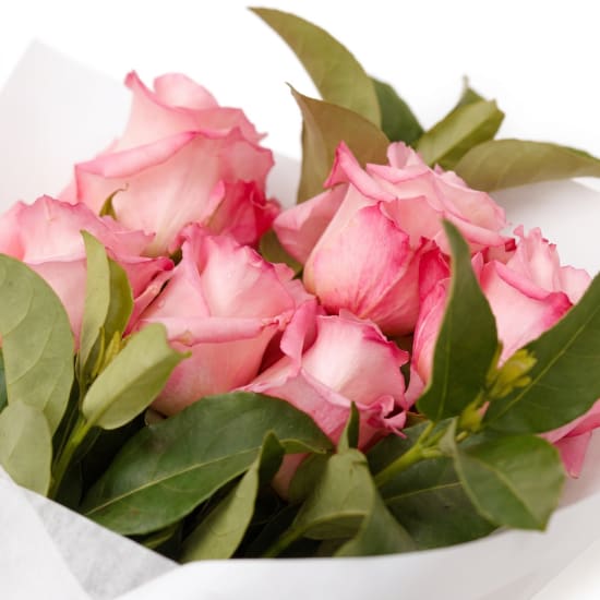 David Austin Roses - Standard