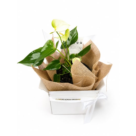 Gift Boxed Anthurium Plant - Standard
