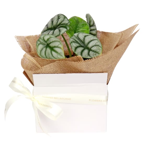 Gift Boxed Silver Dragon  - Standard