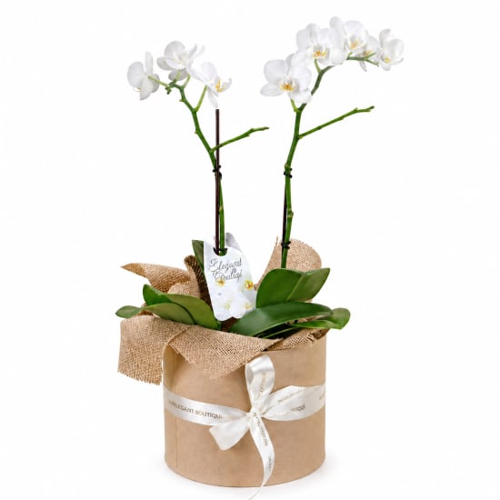Twin Bloom Treasure - Standard