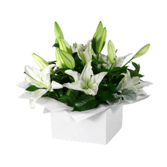 Pure Elegance White Lily Flower Box - Standard