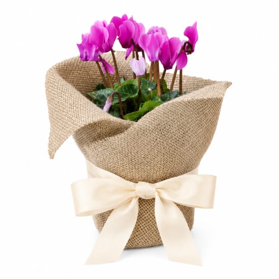 🌸💗 Blushing Beauty Cyclamen 💗🌸 - Standard