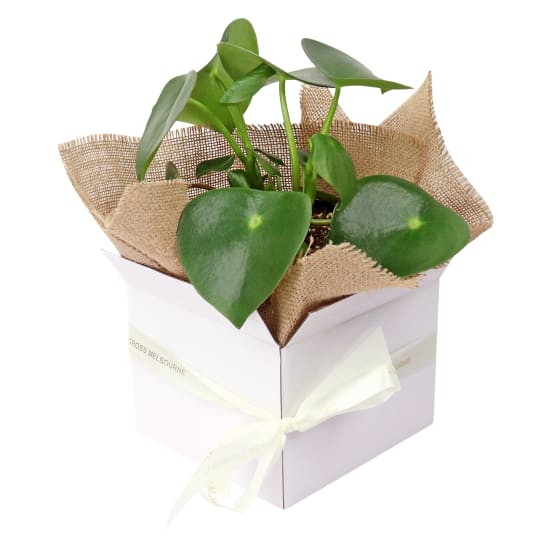 Peperomia - Polobotrya - Standard