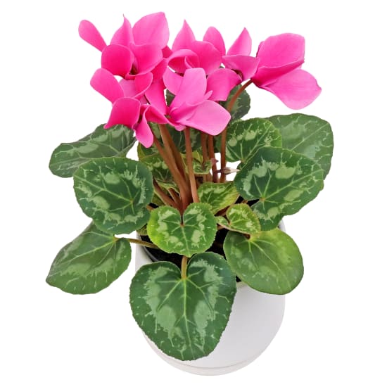 Majestic Cyclamen - Standard