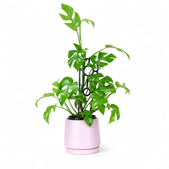 Monstera Plant In Ceramic Pot - Standard