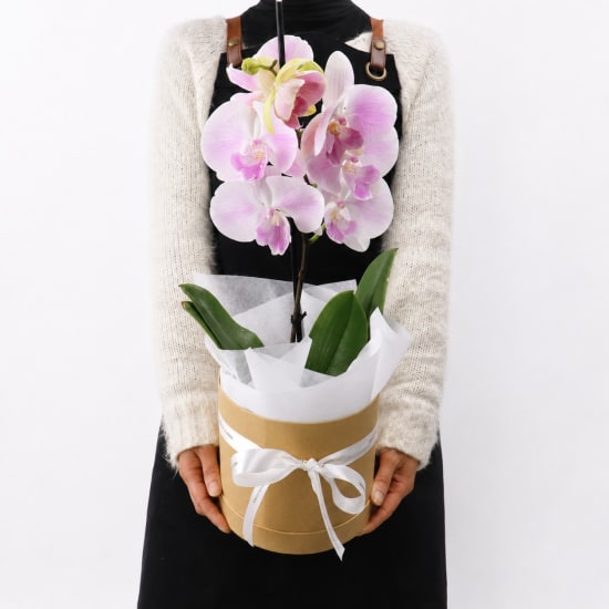 Graceful Orchid Plant - Standard