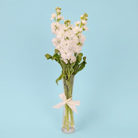 Stock Serenade Bud Vase - Standard