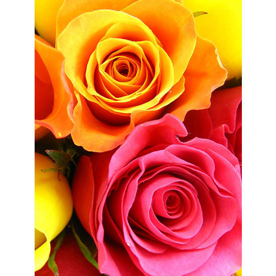 Just Roses - 12 Roses (One Dozen)