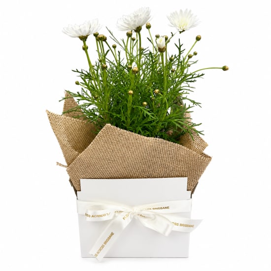 🤍🌼 Daisy Wishes 🌼🤍 - Standard