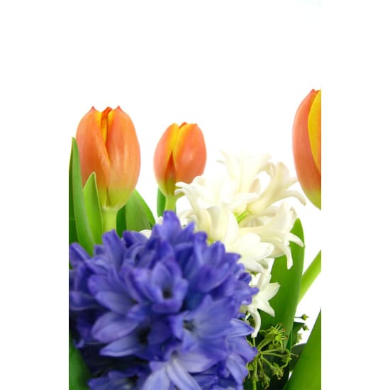 Splendour - Standard