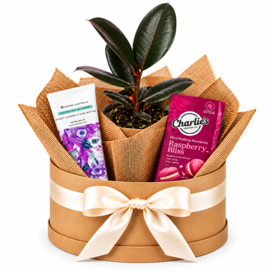 🌿💗 Sweet Serenity Ficus Plant Hamper 💗🌿 - Standard